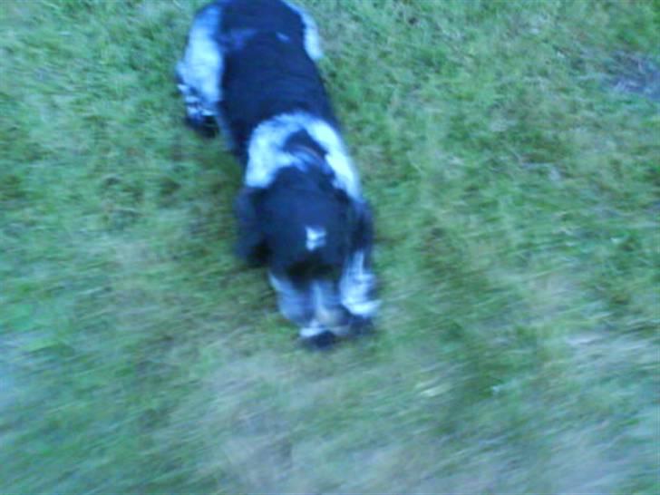 Cocker spaniel Ofelia billede 4