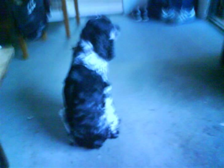 Cocker spaniel Ofelia billede 5