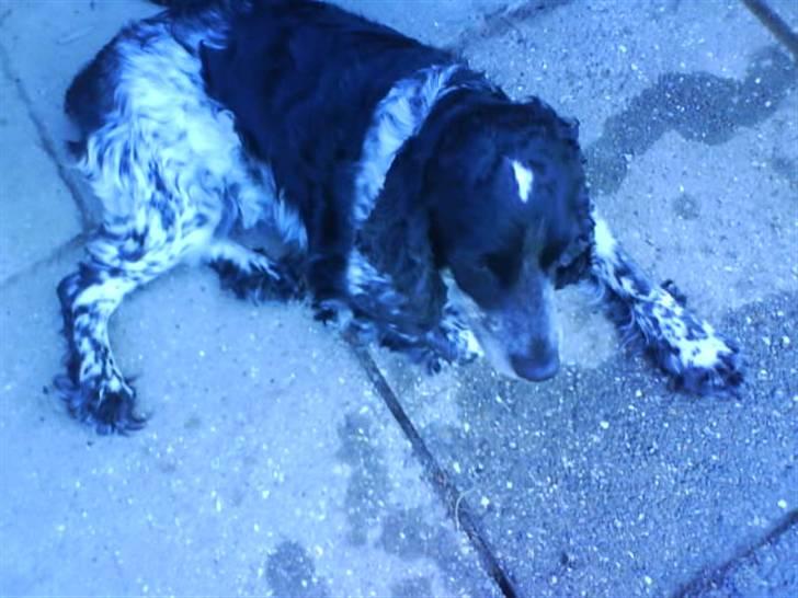 Cocker spaniel Ofelia billede 6