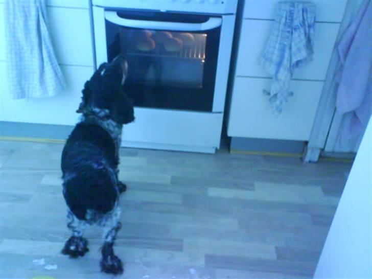 Cocker spaniel Ofelia billede 7