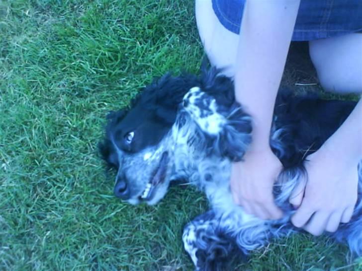 Cocker spaniel Ofelia billede 8