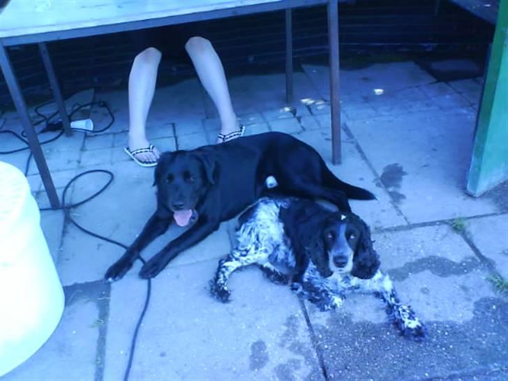 Cocker spaniel Ofelia billede 9