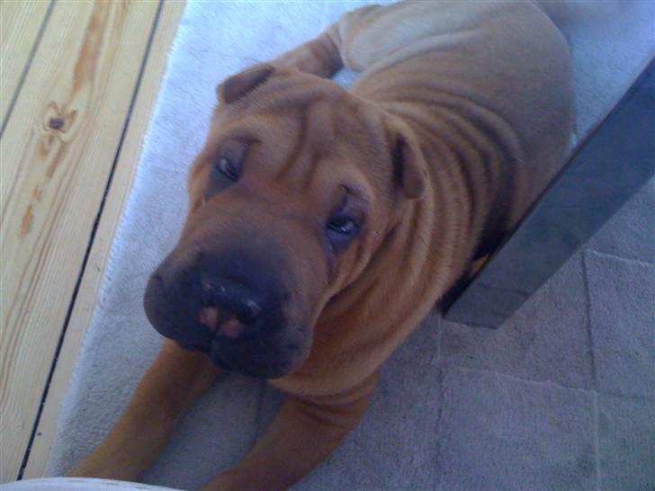 Shar pei Birger billede 1