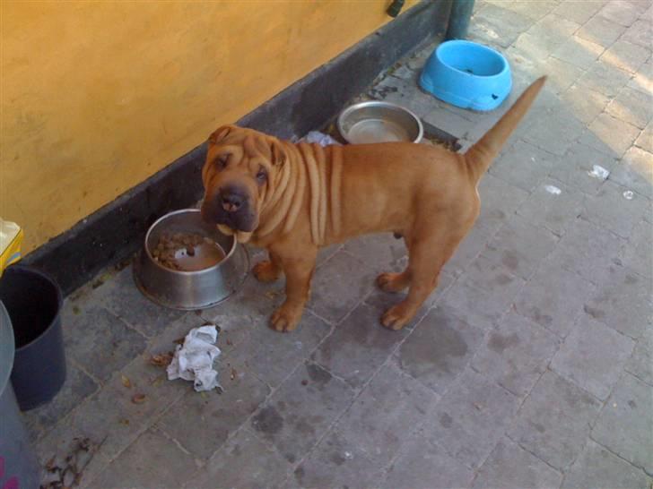Shar pei Birger billede 2