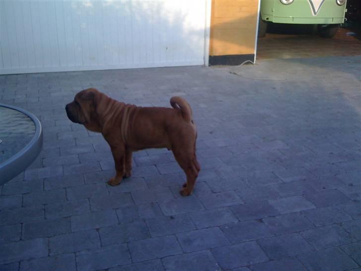 Shar pei Birger billede 3