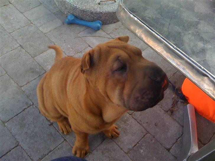 Shar pei Birger billede 4