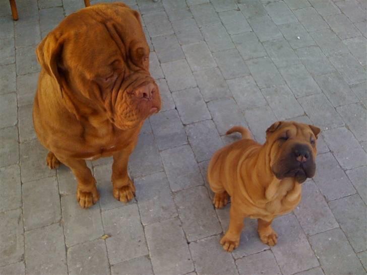 Shar pei Birger billede 5
