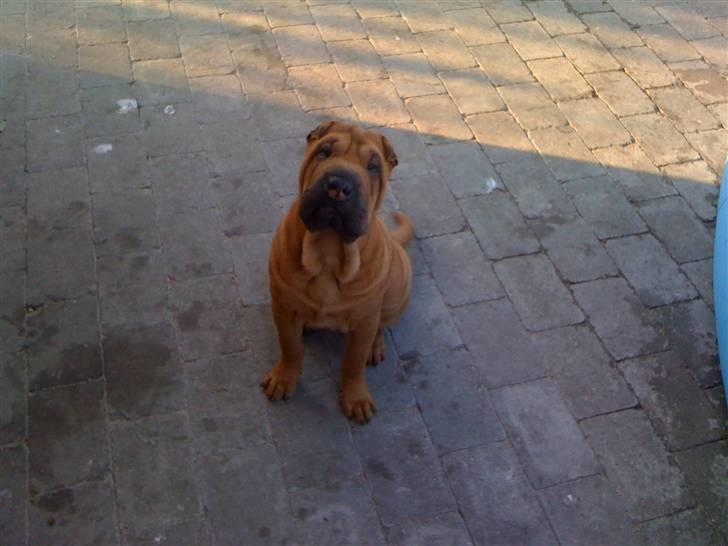 Shar pei Birger billede 6