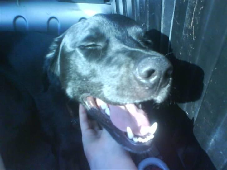 Blanding af racer Charlie billede 7