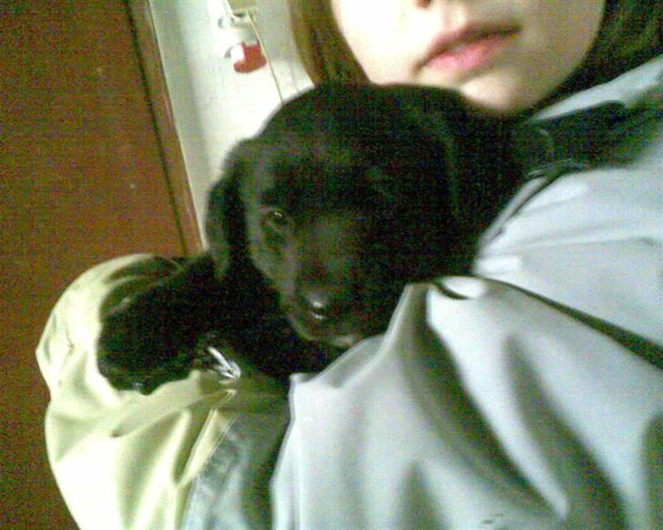 Blanding af racer Charlie billede 8