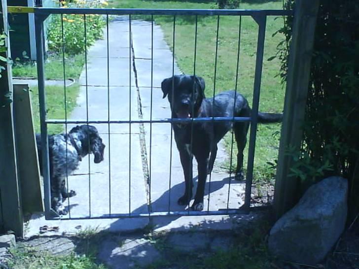 Blanding af racer Charlie billede 9