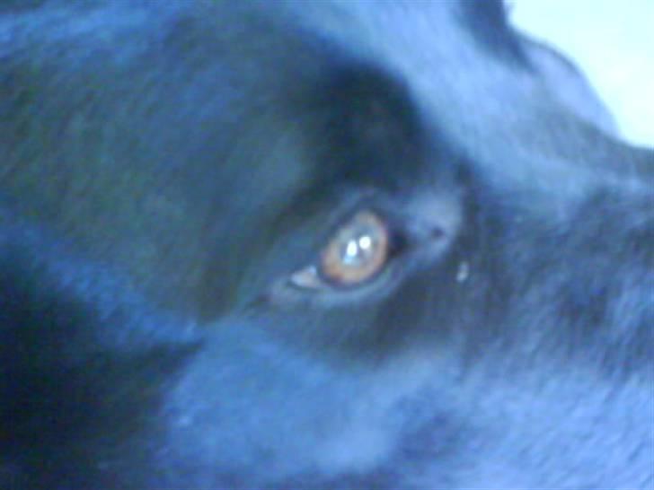 Blanding af racer Charlie billede 11