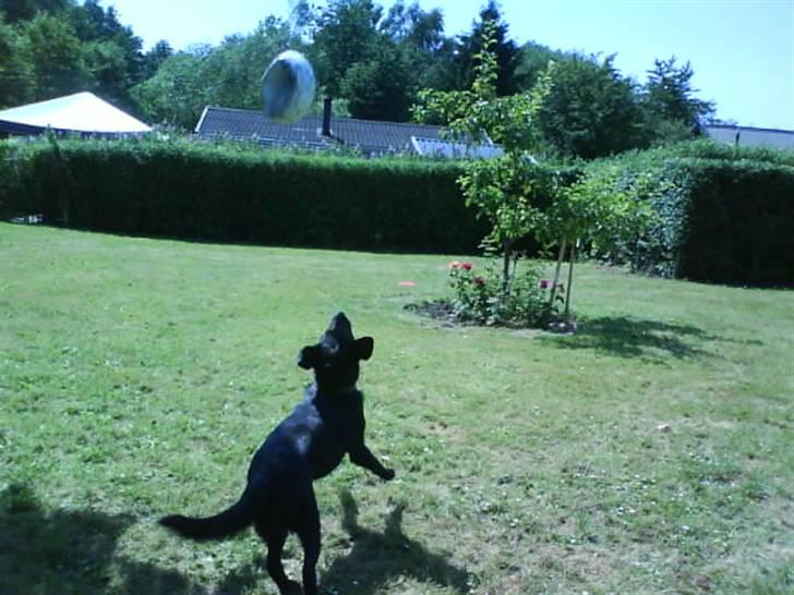 Blanding af racer Charlie billede 12