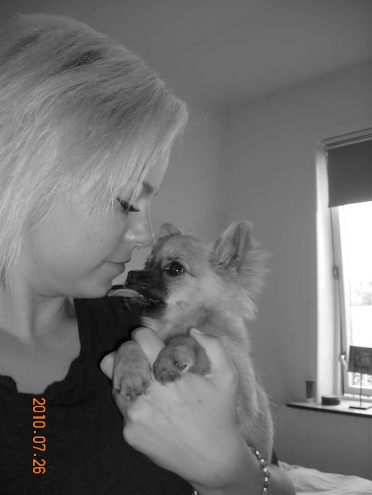 Blanding af racer Walter billede 15