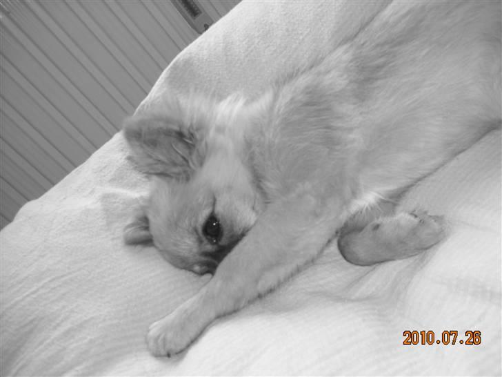 Blanding af racer Walter - puttetrold! <3 billede 16