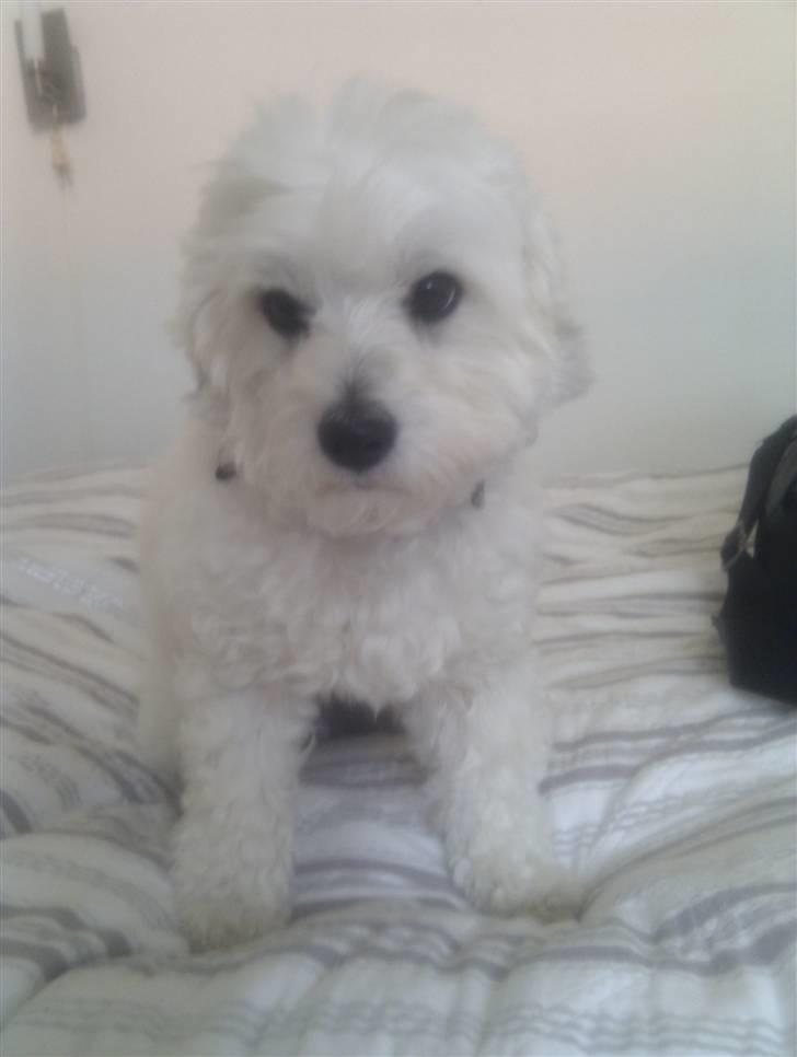 Coton de tulear Gizmo billede 1