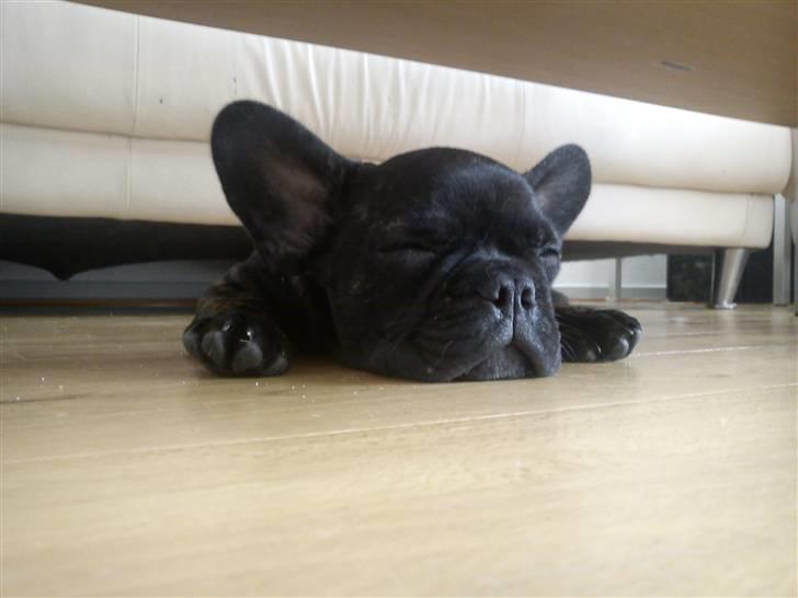 Fransk bulldog Kesi Kjeld billede 15