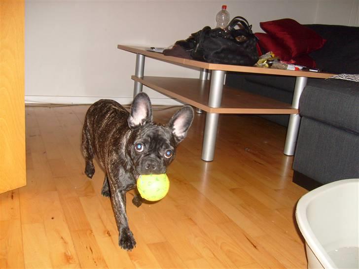 Fransk bulldog Kesi Kjeld - ja ja det er snyd og løfte den, og hvad så ??  billede 16