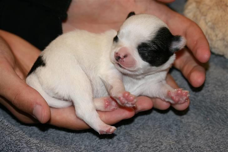 Chihuahua Daisey  billede 1