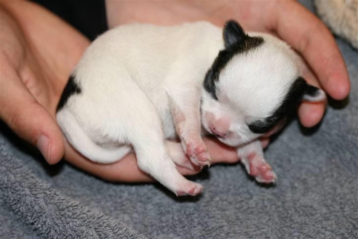 Chihuahua Daisey  billede 2