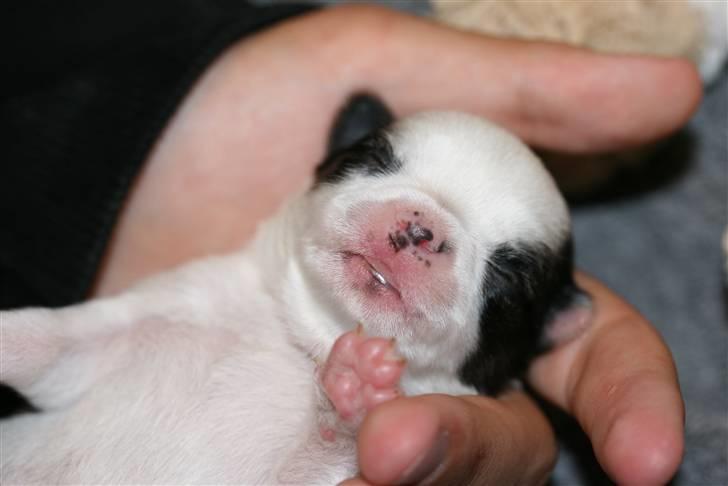 Chihuahua Daisey  billede 3