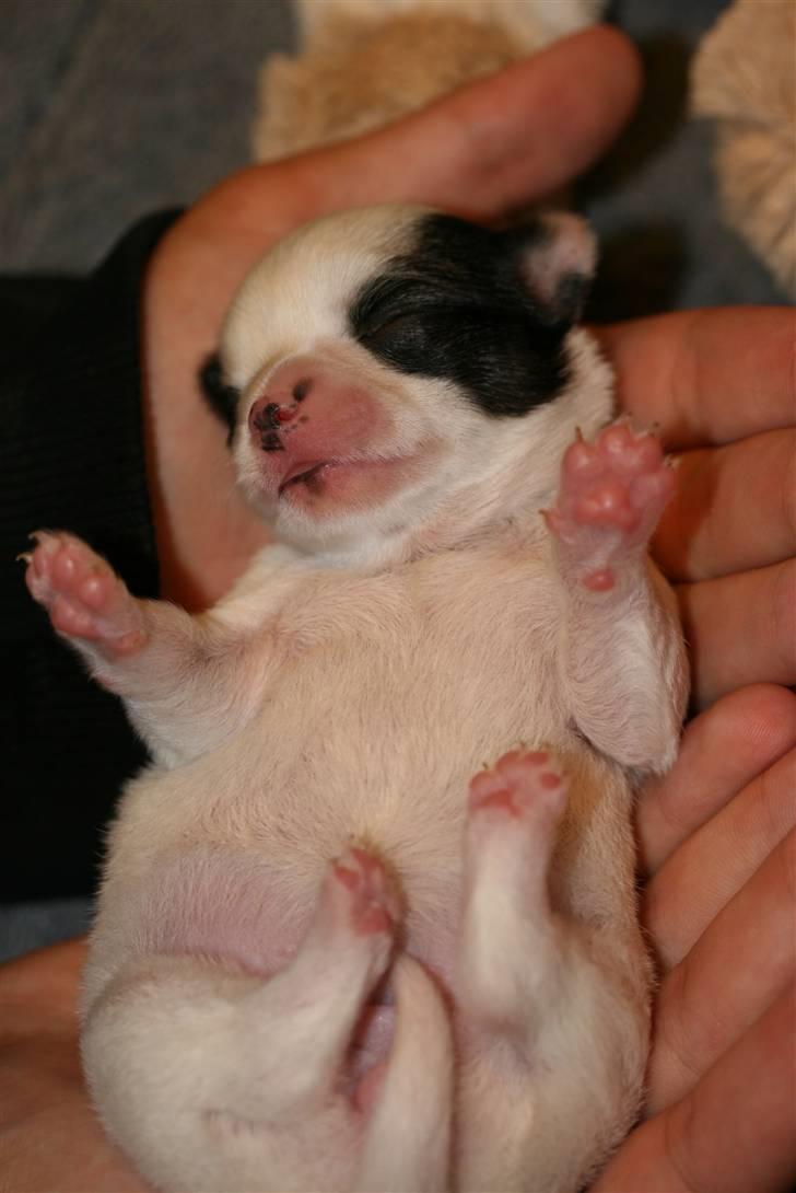 Chihuahua Daisey  billede 4