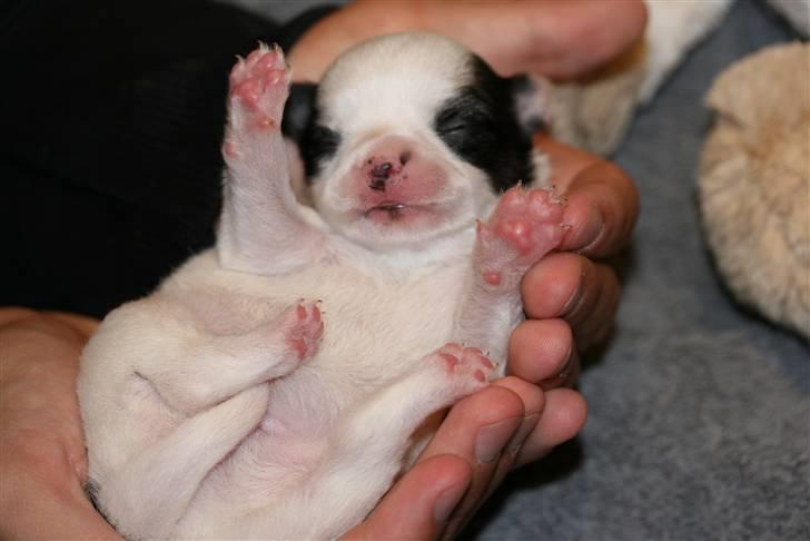 Chihuahua Daisey  billede 5