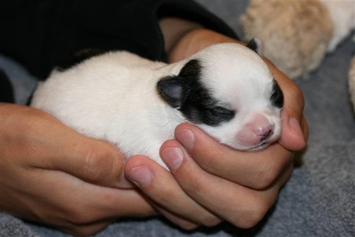 Chihuahua Daisey  billede 6