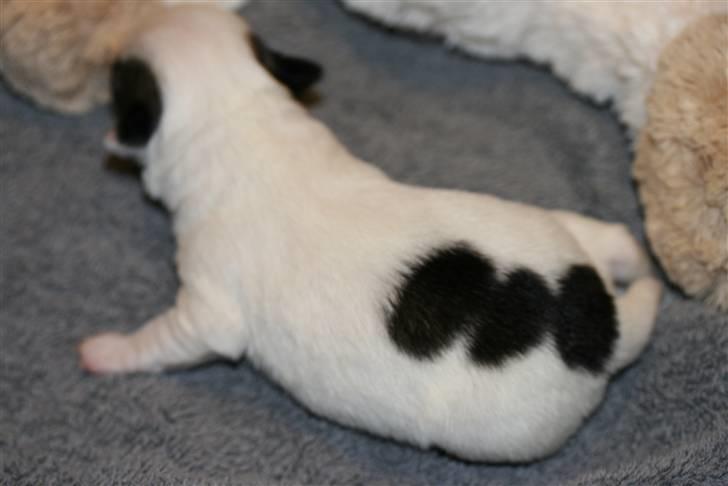 Chihuahua Daisey  billede 7