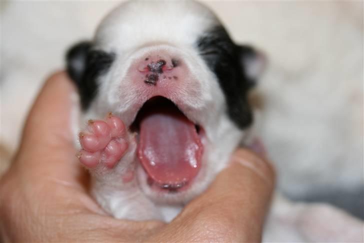 Chihuahua Daisey  billede 8