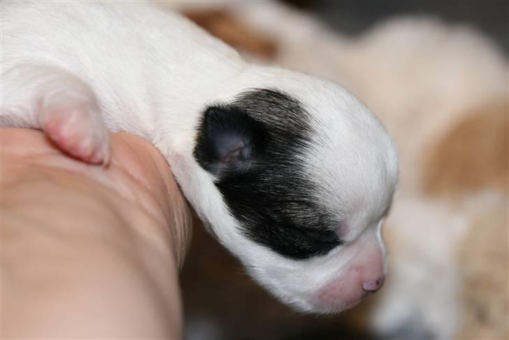 Chihuahua Daisey  billede 9