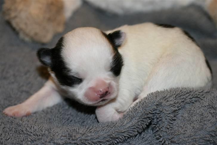 Chihuahua Daisey  billede 10