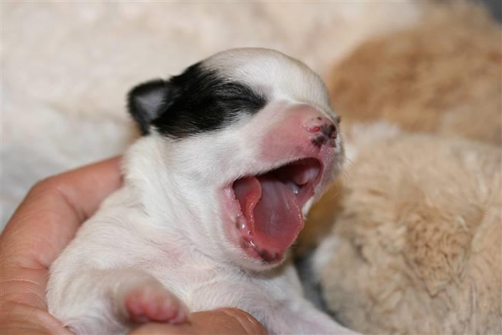 Chihuahua Daisey  billede 11