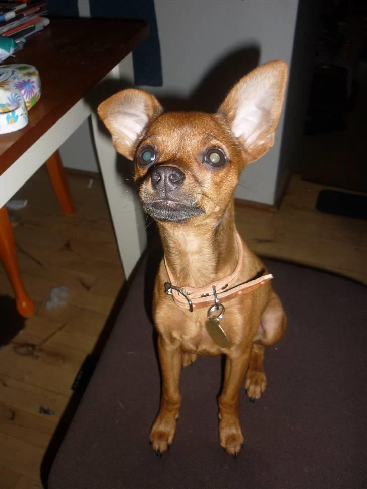 Dvaergpinscher Charlie Brown billede 2