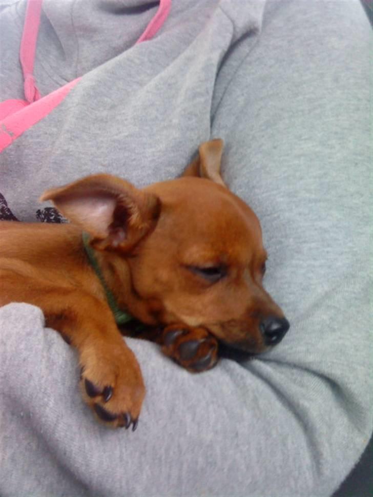 Dvaergpinscher Charlie Brown billede 3