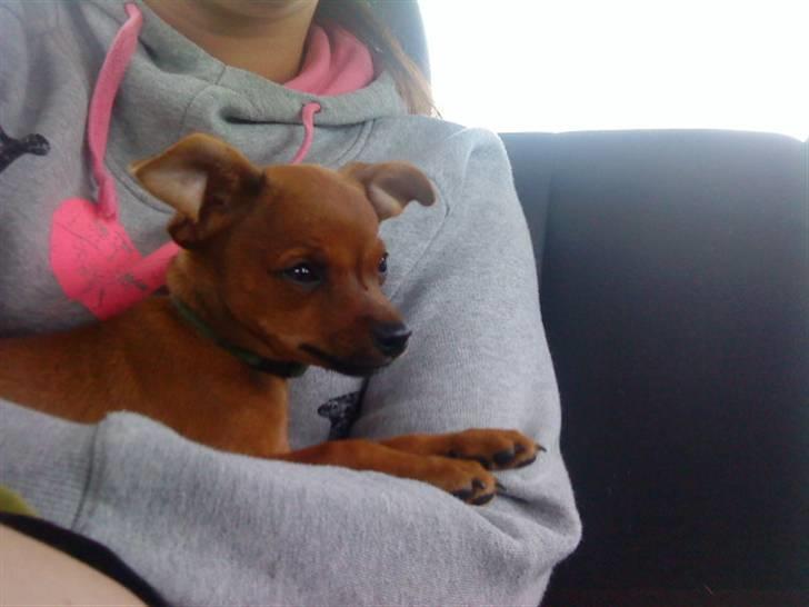 Dvaergpinscher Charlie Brown billede 4