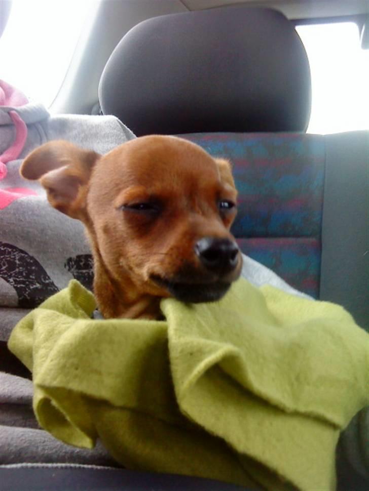 Dvaergpinscher Charlie Brown billede 5