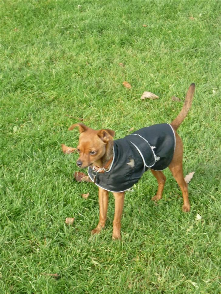 Dvaergpinscher Charlie Brown billede 6