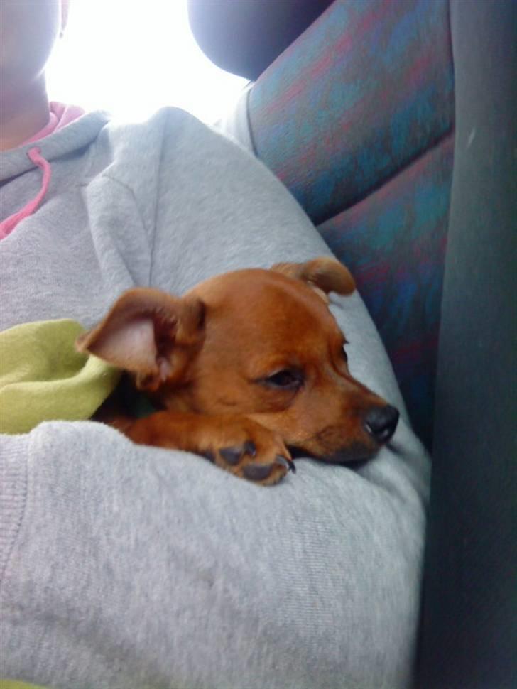 Dvaergpinscher Charlie Brown billede 7