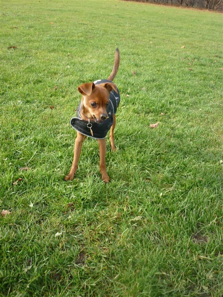 Dvaergpinscher Charlie Brown billede 8