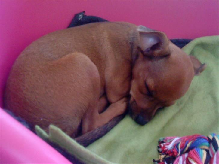 Dvaergpinscher Charlie Brown billede 9