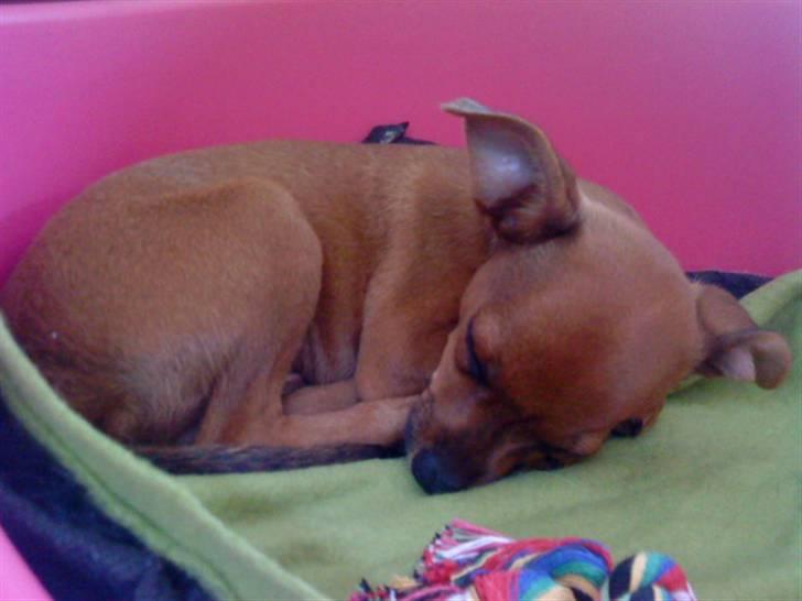 Dvaergpinscher Charlie Brown billede 10