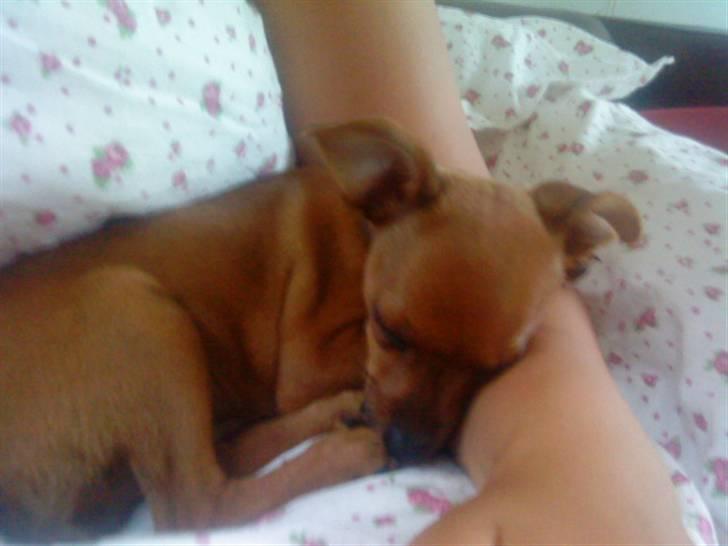 Dvaergpinscher Charlie Brown billede 11