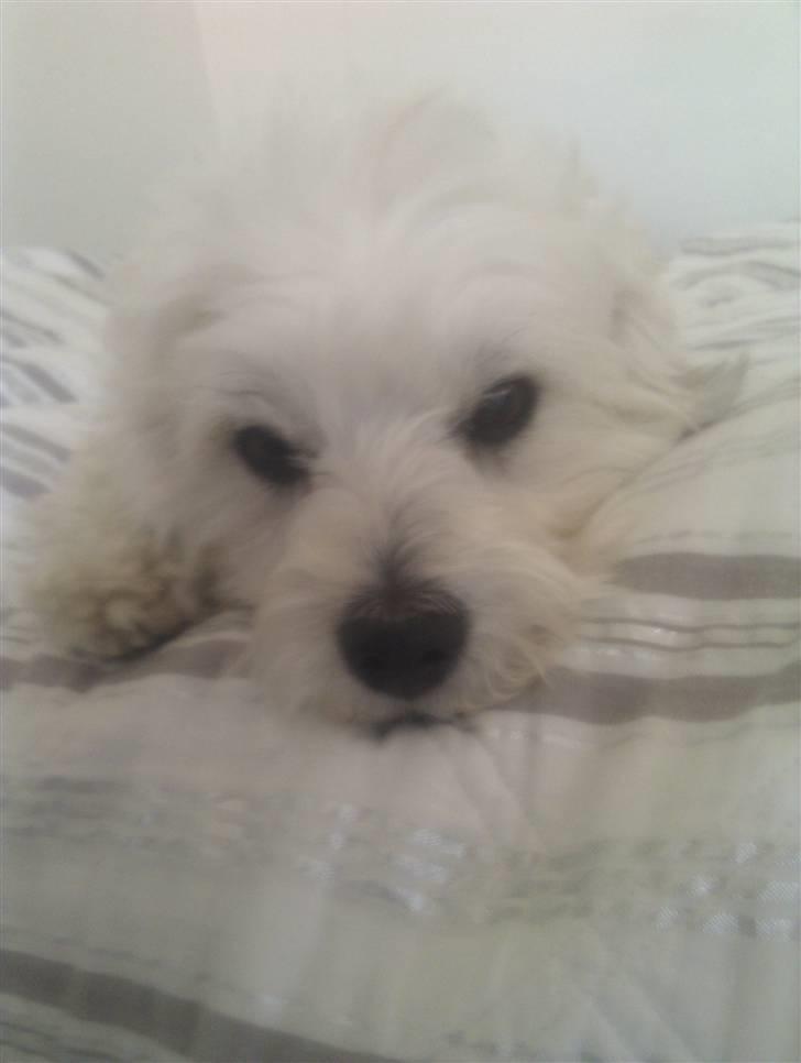 Coton de tulear Gizmo billede 2