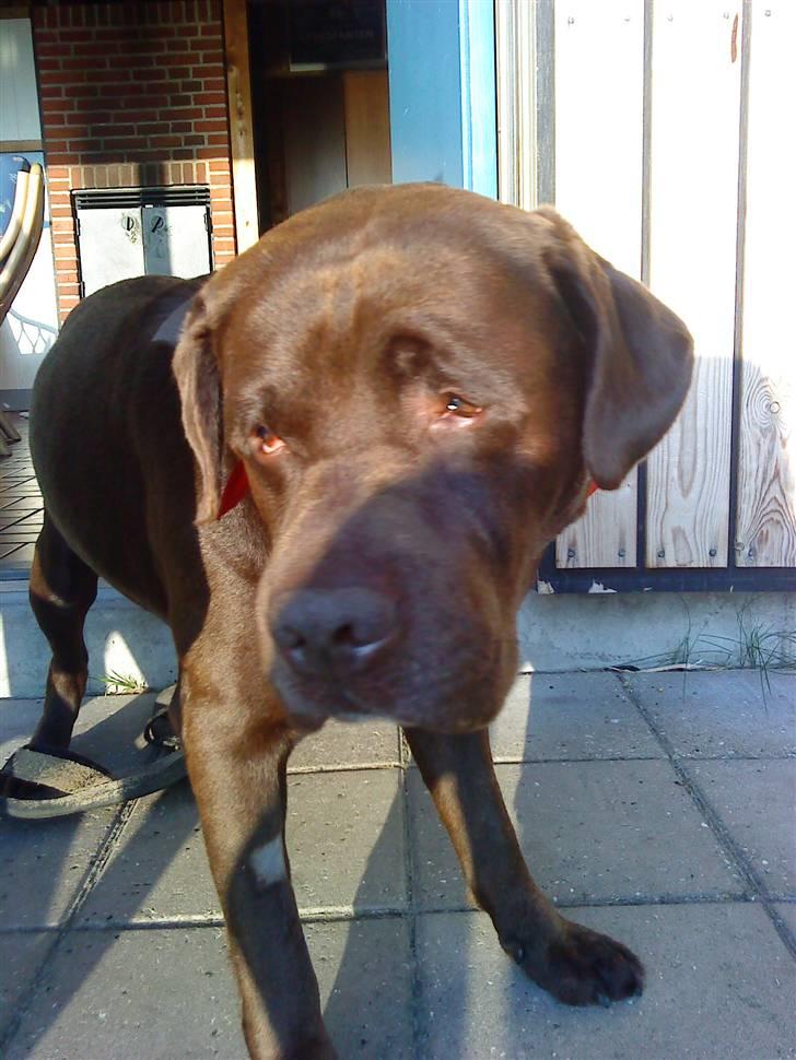 Labrador retriever Albert - Efter operationen.. han har fået barberet al pelsen af i nakken.  billede 17