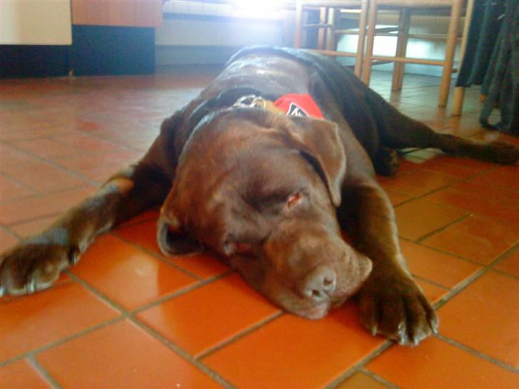Labrador retriever Albert - Han lå og sov hele dagen.. billede 18