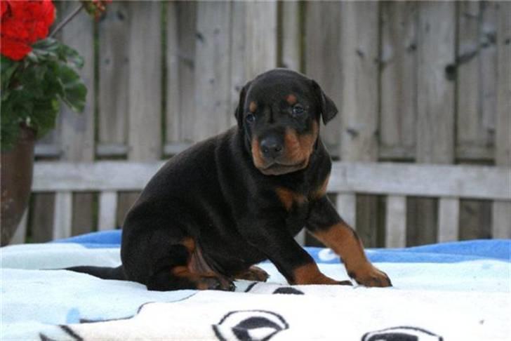 Dobermann Dobergaarden F. Diesel billede 4