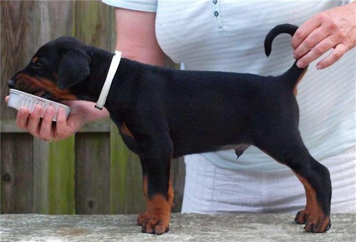 Dobermann Dobergaarden F. Diesel billede 5