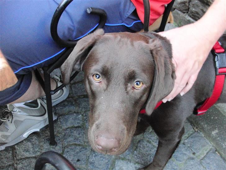 Labrador retriever Molly  - Molly på restaurent :D (vi glemte at give hende mad før vi tog afsted, så hun var lidt irriterende XD) foto; mig  billede 3