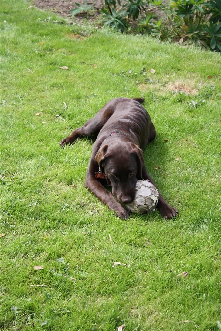 Labrador retriever Molly  - Lækre Molly <3 billede 5